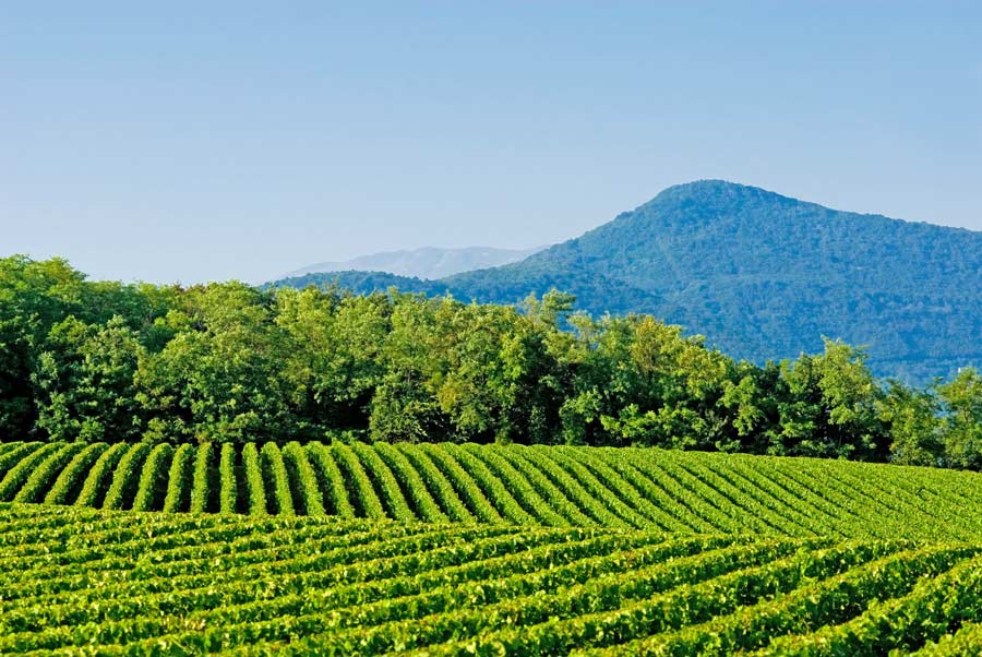 Franciacorta_Lombardia_AdobeStock_13090333