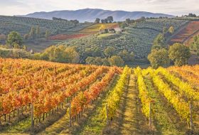 Perugia_Umbria_Montefalco-Vigneto_Colori-Autunno_Wine_AdobeStock_245108221_900x500